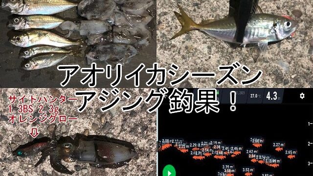 山形のアオリイカシーズン初めのアジング 鶴岡市の漁港でイカ発見 週末の釣りブログ 山形支局