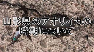 山形のアオリイカシーズン初めのアジング 鶴岡市の漁港でイカ発見 週末の釣りブログ 山形支局
